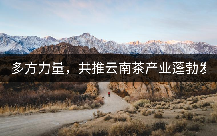 多方力量，共推云南茶產(chǎn)業(yè)蓬勃發(fā)展！