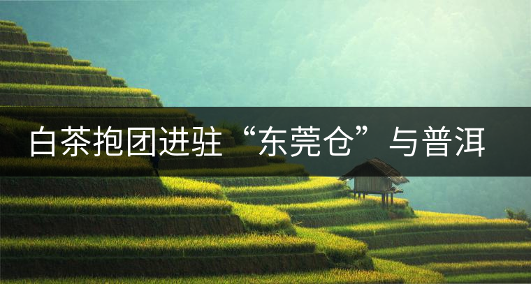 白茶抱團(tuán)進(jìn)駐“東莞?jìng)}”與普洱形成“黑白爭(zhēng)雄”之勢(shì)