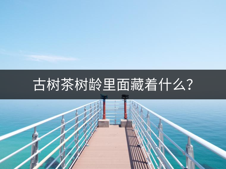 古樹茶樹齡里面藏著什么？