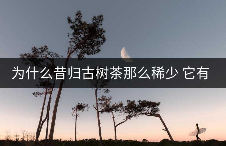 為什么昔歸古樹茶那么稀少 它有什么特點(diǎn)？