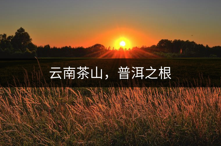 云南茶山，普洱之根
