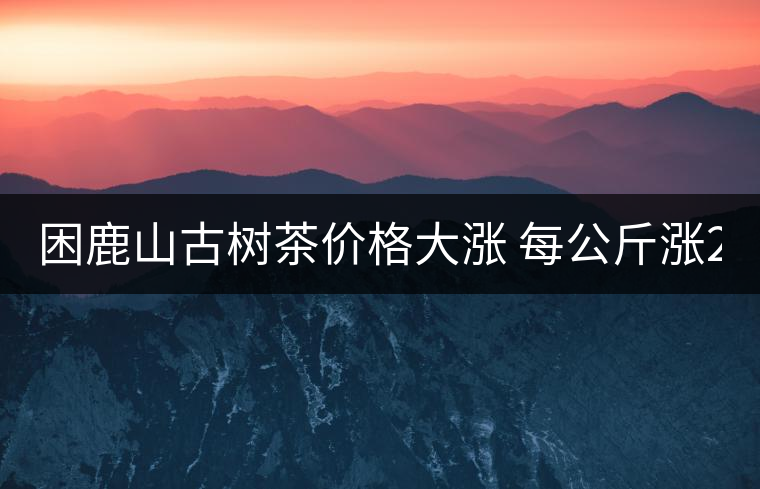 困鹿山古樹茶價格大漲 每公斤漲2000元 困鹿山古樹茶價格大漲 每公斤漲2000元