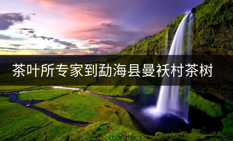 茶葉所專(zhuān)家到勐?？h曼襖村茶樹(shù)病蟲(chóng)害診斷