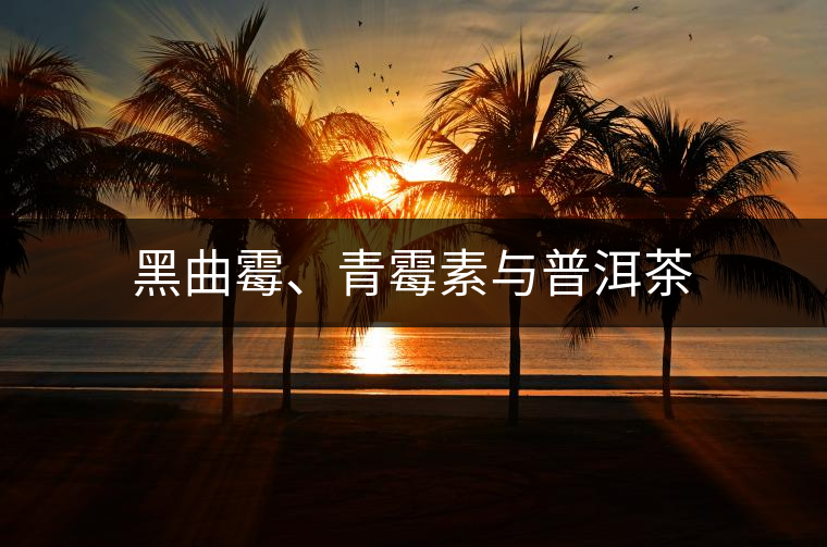 黑曲霉、青霉素與普洱茶