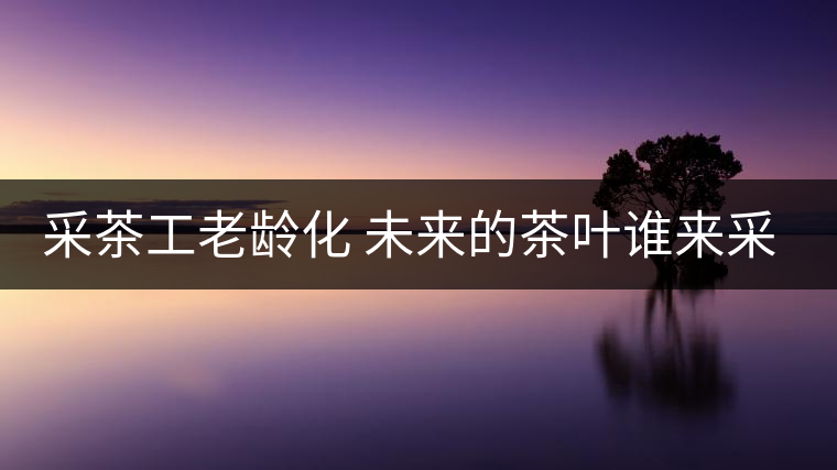 采茶工老齡化 未來的茶葉誰來采？