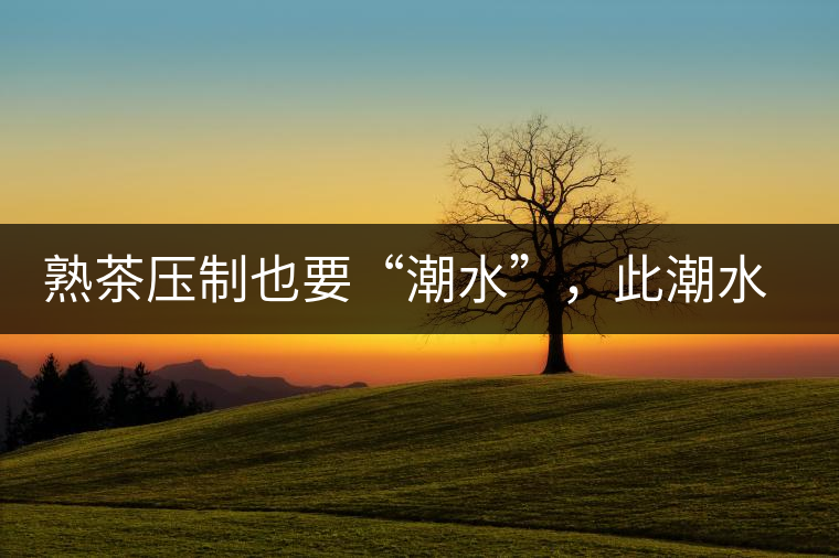 熟茶壓制也要“潮水”，此潮水的目的是什么？