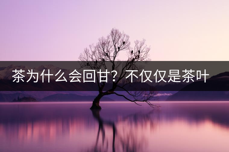茶為什么會回甘？不僅僅是茶葉中含糖那么簡單