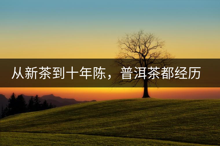 從新茶到十年陳，普洱茶都經(jīng)歷了什么？