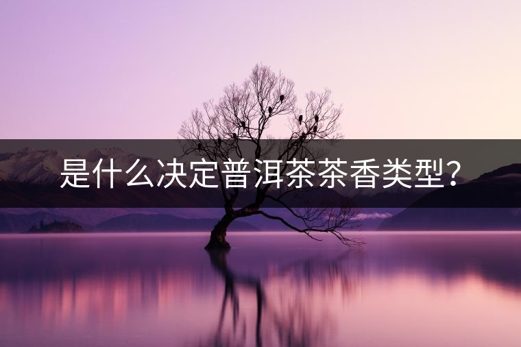 是什么決定普洱茶茶香類型？