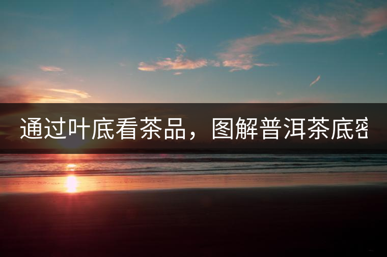 通過葉底看茶品，圖解普洱茶底密碼！