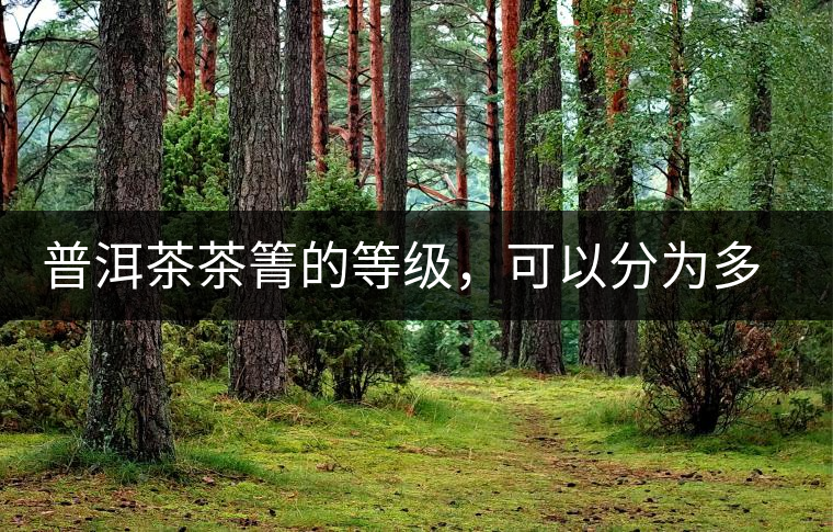 普洱茶茶箐的等級(jí)，可以分為多少級(jí)？