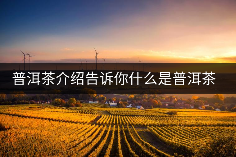 普洱茶介紹告訴你什么是普洱茶熟茶和臺(tái)地茶