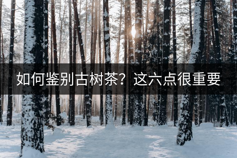 如何鑒別古樹茶？這六點很重要