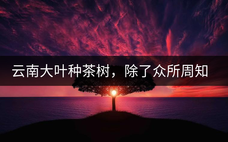 云南大葉種茶樹，除了眾所周知的“勐庫種”“勐海種”以外，還有那些品質(zhì)獨(dú)特的品種呢