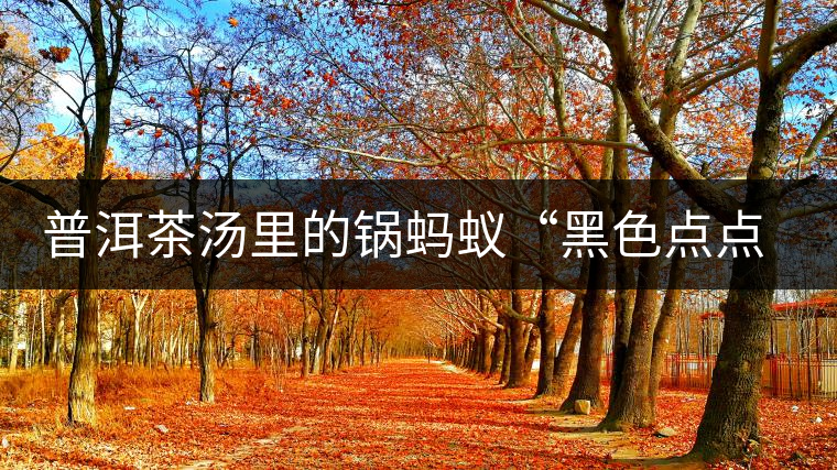 普洱茶湯里的鍋螞蟻“黑色點(diǎn)點(diǎn)”要如何處理，如何預(yù)防？