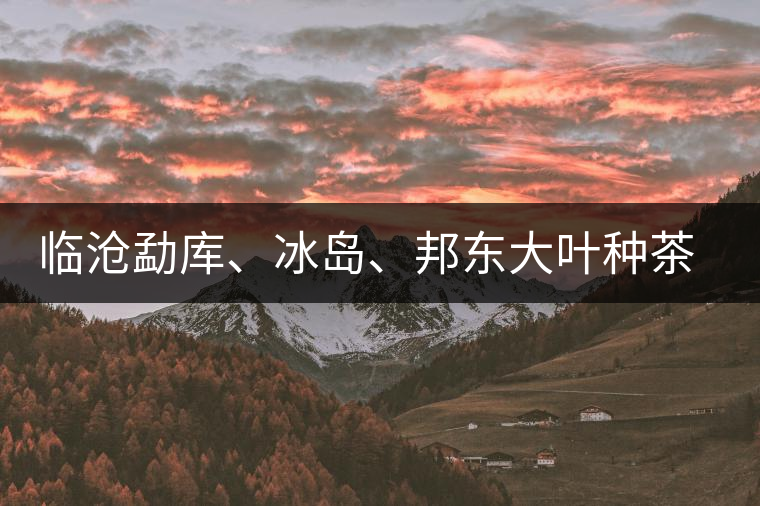 臨滄勐庫、冰島、邦東大葉種茶的解析