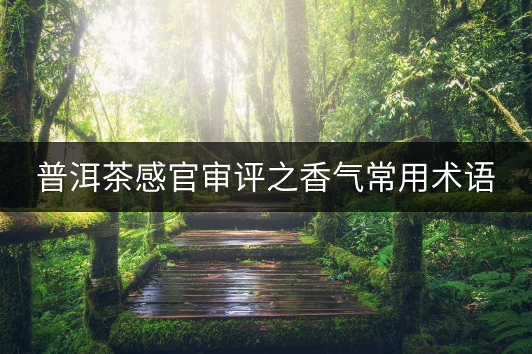 普洱茶感官審評(píng)之香氣常用術(shù)語