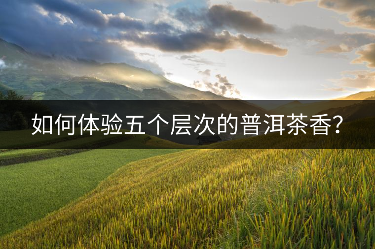 如何體驗五個層次的普洱茶香？