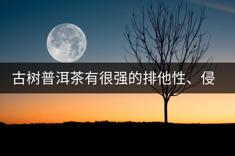 古樹(shù)普洱茶有很強(qiáng)的排他性、侵略性、吸納性