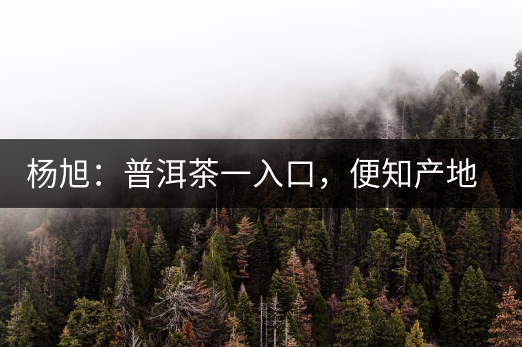 楊旭：普洱茶一入口，便知產(chǎn)地和年份