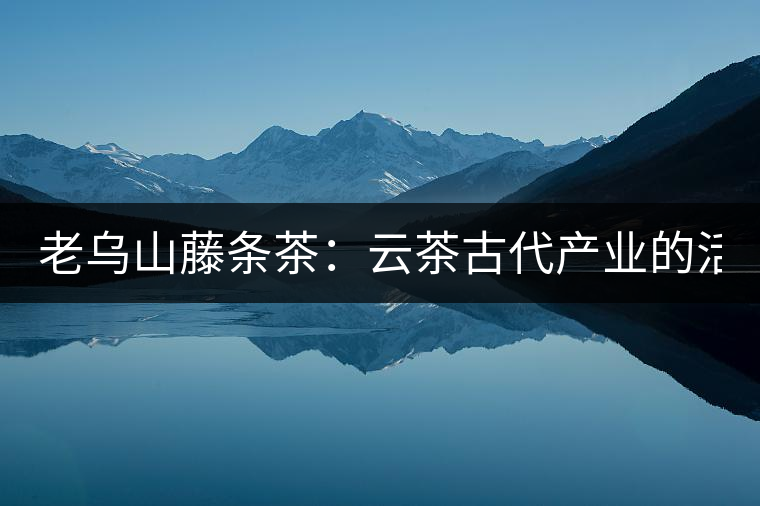 老烏山藤條茶:云茶古代產業(yè)的活見證(1) 老烏山藤條茶:云茶古代產業(yè)的活見證(1)