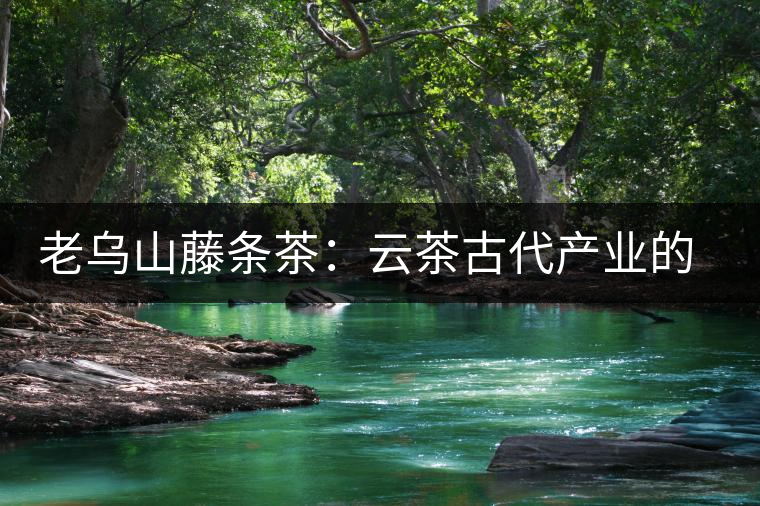 老烏山藤條茶：云茶古代產(chǎn)業(yè)的活見證（3）傳統(tǒng)種植成就了普洱古茶樹