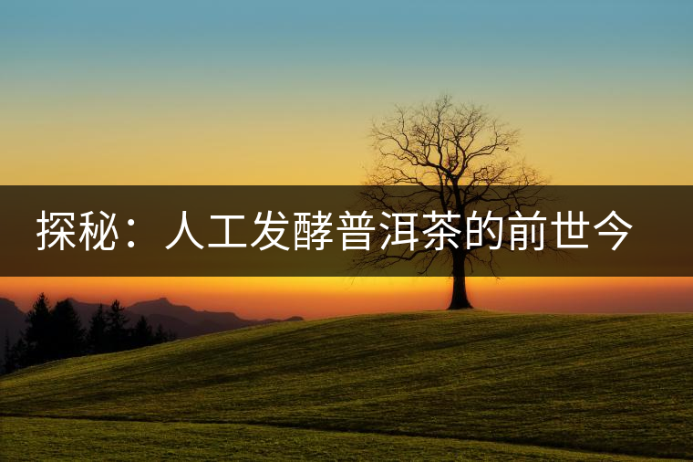 探秘：人工發(fā)酵普洱茶的前世今生