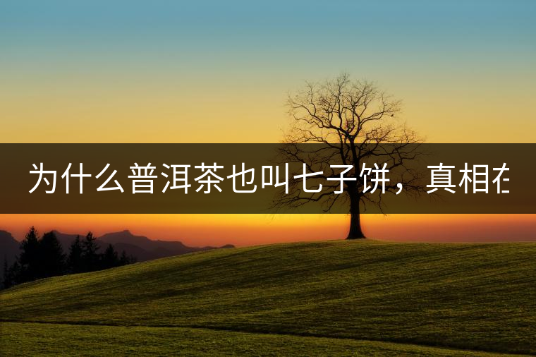 為什么普洱茶也叫七子餅，真相在這里！