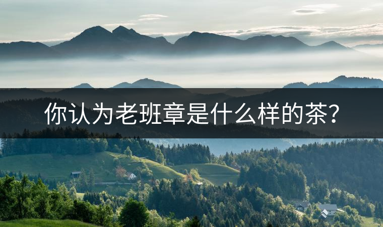 你認為老班章是什么樣的茶？