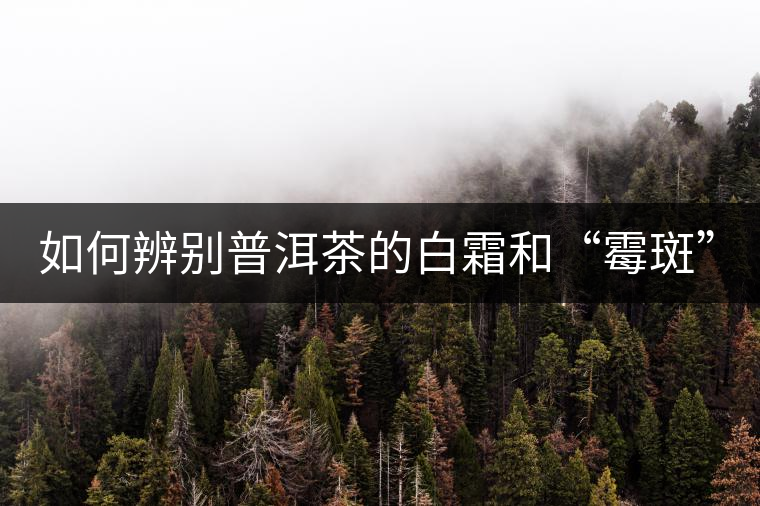 如何辨別普洱茶的白霜和“霉斑”？