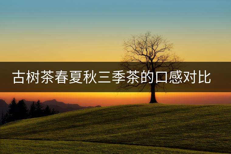 古樹(shù)茶春夏秋三季茶的口感對(duì)比，尤其是回甘方面有什么不同？