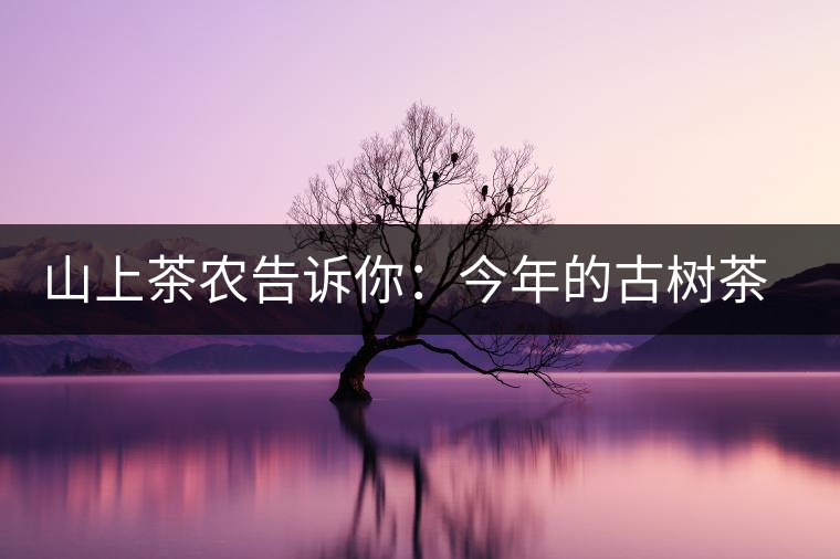 山上茶農告訴你：今年的古樹茶為什么那么貴？