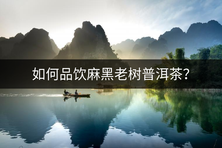 如何品飲麻黑老樹普洱茶？