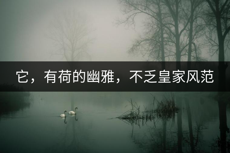 它，有荷的幽雅，不乏皇家風(fēng)范