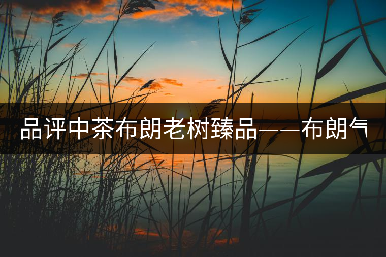 品評(píng)中茶布朗老樹(shù)臻品——布朗氣韻 濃強(qiáng)回甘 品評(píng)中茶布朗老樹(shù)臻品——布朗氣韻 濃強(qiáng)回甘