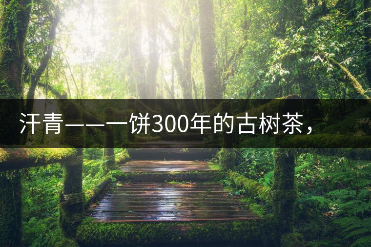 汗青——一餅300年的古樹茶，教您如何品鑒它的真諦