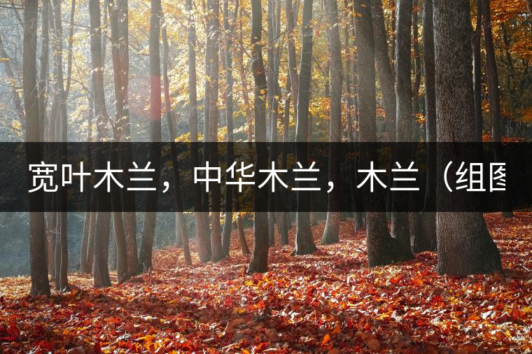 寬葉木蘭，中華木蘭，木蘭（組圖）