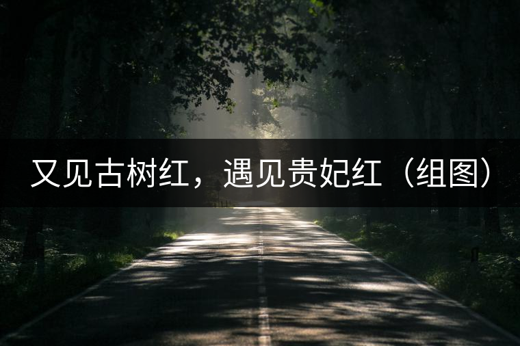 又見古樹紅，遇見貴妃紅（組圖）