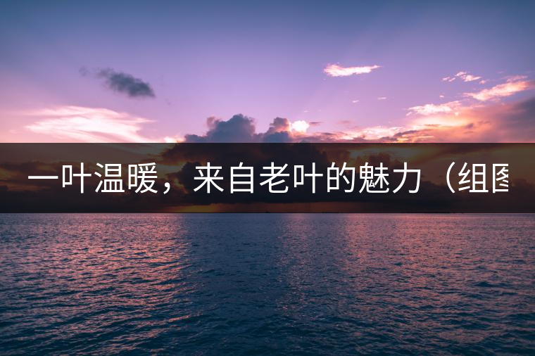 一葉溫暖，來(lái)自老葉的魅力（組圖）