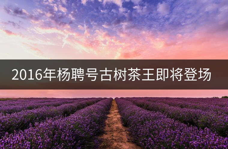 2016年楊聘號古樹茶王即將登場！
