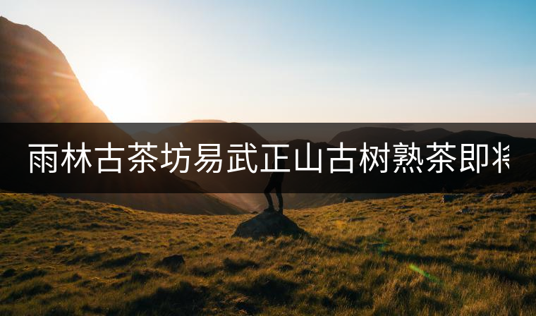 雨林古茶坊易武正山古樹熟茶即將上市！