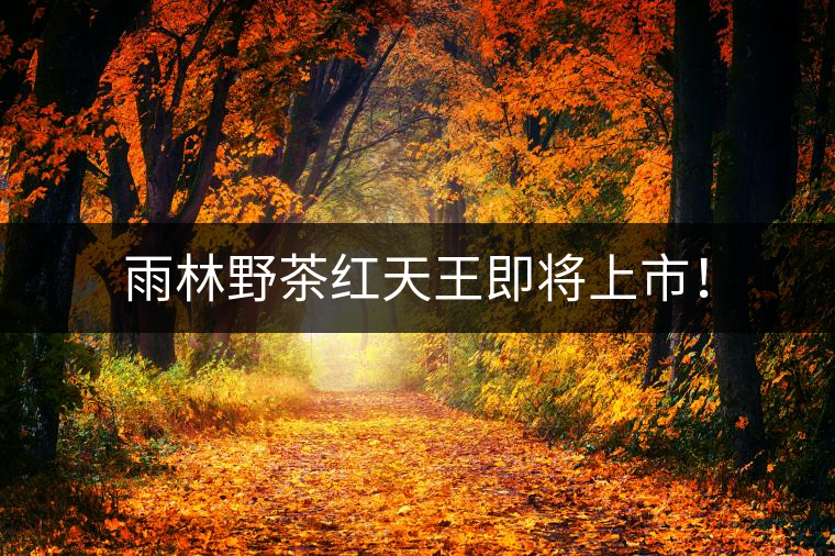 雨林野茶紅天王即將上市！