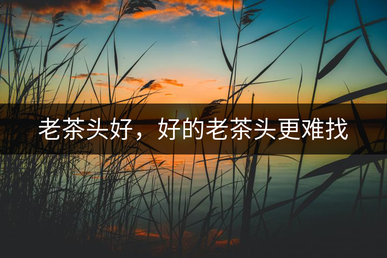老茶頭好，好的老茶頭更難找