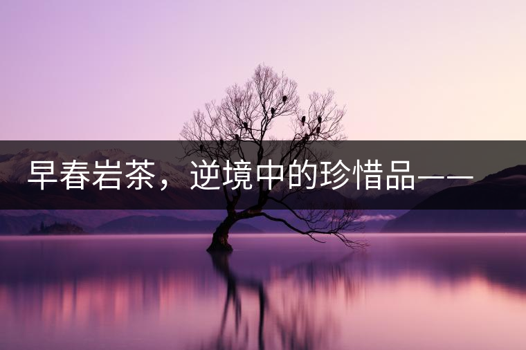 早春巖茶，逆境中的珍惜品——“邦東古樹茶”隆重上市