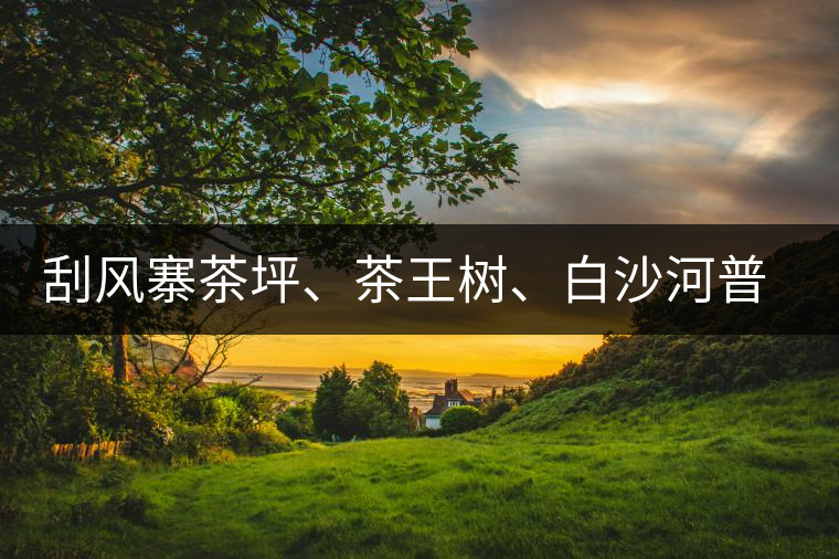 刮風(fēng)寨茶坪、茶王樹、白沙河普洱茶怎么樣