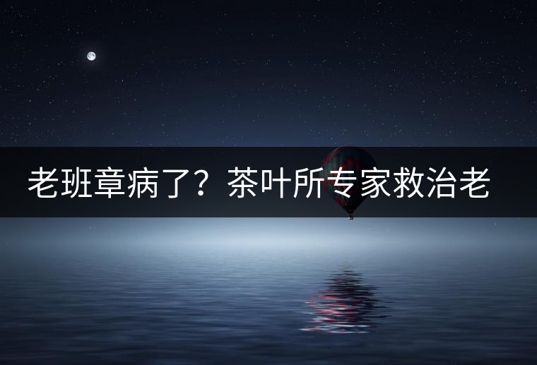 老班章病了？茶葉所專家救治老班章古茶樹(shù)