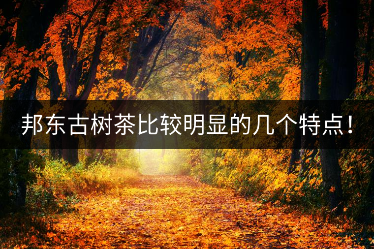 邦東古樹茶比較明顯的幾個(gè)特點(diǎn)！