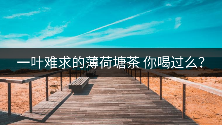 一葉難求的薄荷塘茶 你喝過么？