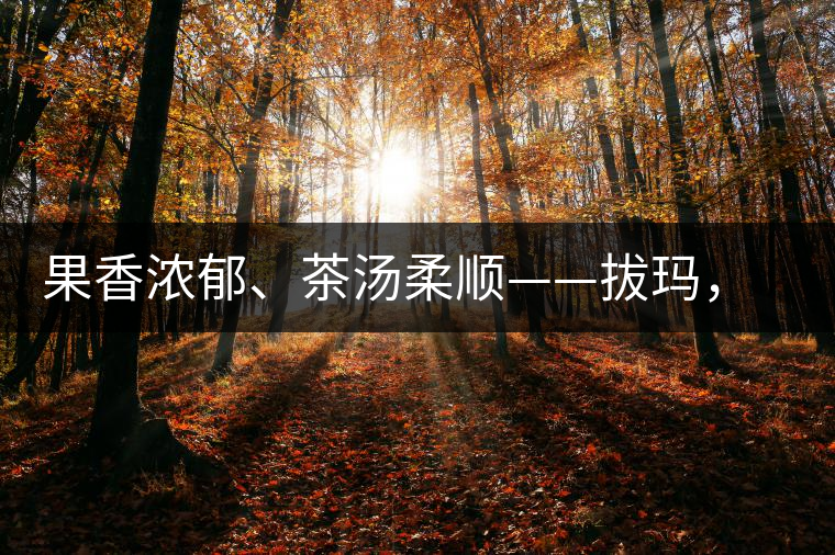 果香濃郁、茶湯柔順——拔瑪，南糯山最好的茶