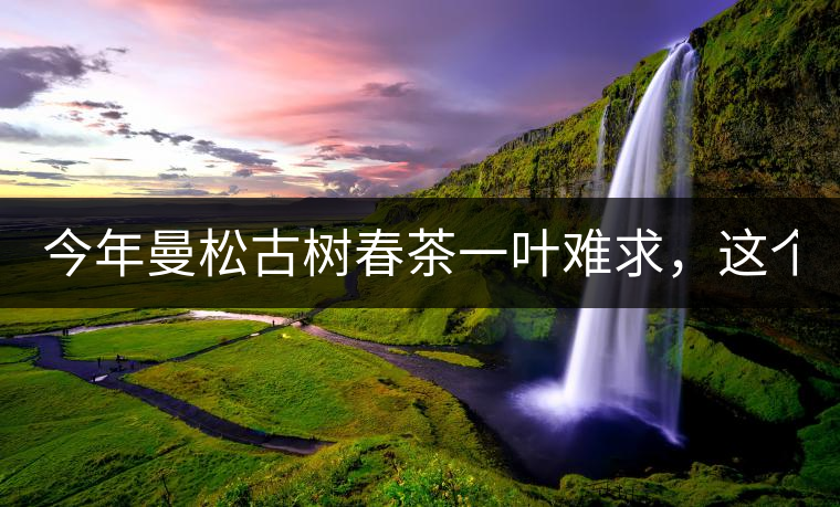 今年曼松古樹春茶一葉難求，這個(gè)鍋真不該茶商背!